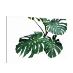 Magnetic Glass Board GREEN LEAVES MONSTERA 90x60cm Print Wall Art Decorative Wall Picture Image printed Tempered Glass Dry-erase Board Modern Home Decor