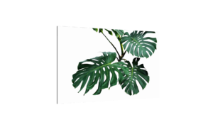 Magnetic Glass Board GREEN LEAVES MONSTERA 90x60cm Print Wall Art Decorative Wall Picture Image printed Tempered Glass Dry-erase Board Modern Home Decor